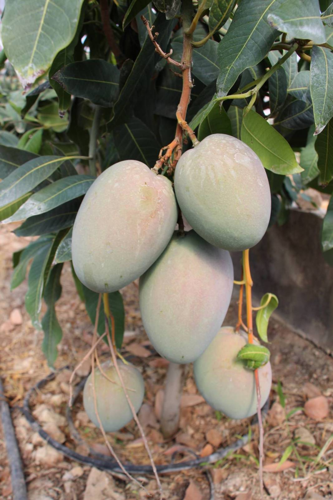 Domatesleri söküp tüm serasına bu meyveden ekti: Şimdi kazandığı parayı hesaplayamıyor! Kilosu 200 TL 11